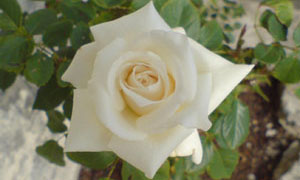 Rose blanche